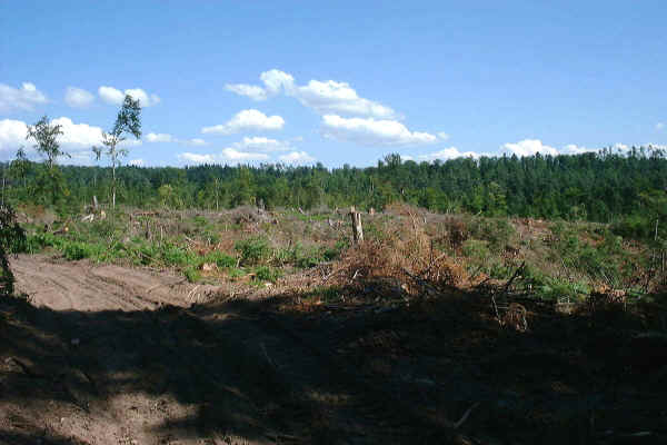 B 46.JPG (290379 Byte)