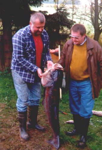 Graskarpfen von 1,20m, entnommen nach der letzten Abla�aktion Sept.1998